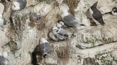 在英国，一群筑巢的基迪威克、里萨·特里达基拉、成年人和小鸡坐在巢上，悬崖上的悬崖上。