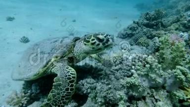海龟坐在珊瑚礁上，吃软珊瑚。 鹭海龟或碧莎，鹭
