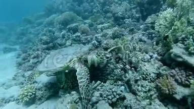 海龟坐在珊瑚礁上，吃软珊瑚。 鹭海龟或碧莎，埃雷特莫切利吸虫..