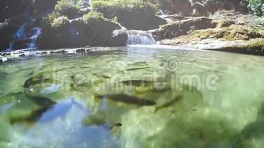 Piraputanga鱼的潜水和<strong>水下景观</strong>