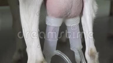 农民挤奶山羊，<strong>奶牛</strong>场电动乳房泵，用于奶酪生产。 村健康天然食品..