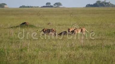 在非洲热带稀树草原<strong>野生动物保护区</strong>，狮子吃猎物的骄傲