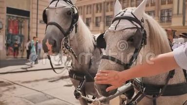 奥地利维也纳-2018年8月13日：奥地利维也纳霍夫堡宫的马驱车