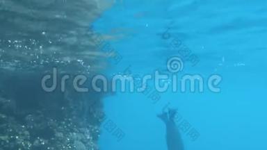 一只海狮深吸一<strong>口气</strong>，然后在加拉帕戈斯群岛的伊斯拉埃斯帕诺拉潜入水中。
