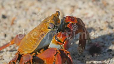 在加拉帕戈斯的圣克鲁斯岛上的一只沙利光脚螃蟹的极端近距离