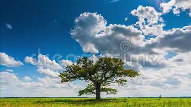 一棵橡树和积云穿越天空的时间推移视频