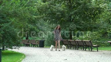 女人和两个小白狗在公园散步。 静态射击