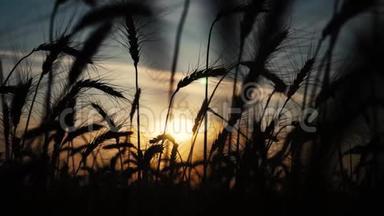 农业概念是麦田上金色的夕阳。 麦收穗慢生活方式<strong>运动视频</strong>背景天空