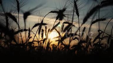农业概念是<strong>麦田</strong>上金色的夕阳。 小麦收获生活方式耳朵慢动作<strong>视频</strong>背景天空