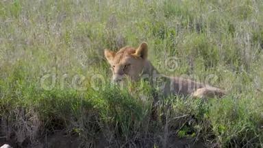 懒惰的非洲狮子在草原上躺着休息后吃着馅饼
