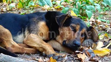 乌曼<strong>索菲</strong>耶夫斯基公园的流浪狗在草地上休息