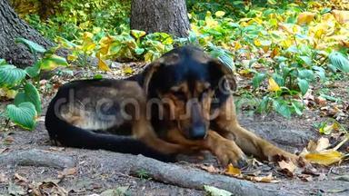 乌曼索菲耶夫斯基公园的流浪狗在草地上休息