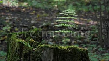 一种蕨类<strong>植物</strong>的枝在夏天的森林里的<strong>树桩</strong>上随风摆动。