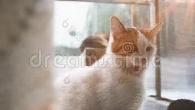 可爱的猫在阳台上打哈欠。 小猫猫猫，