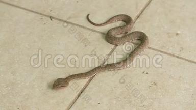 哥斯达黎加攻击阵地的睫毛毒蛇