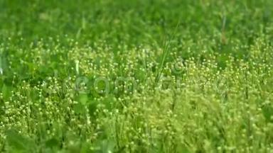 夏天的雨滴落在阳光明媚的夏日，草地上清新的绿草上。