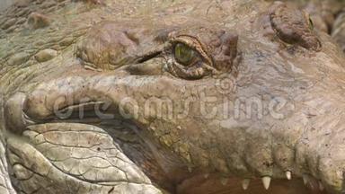 奥里诺科鳄鱼愤怒的脸哥伦比亚<strong>动物园</strong>