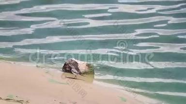 一只小鸟在一条开花的绿色河流的沙质岸边