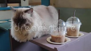 咖啡店桌子上的可爱猫