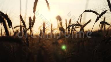 农业概念是一种金色的日落生活方式，而不是<strong>麦田</strong>。 麦收穗慢动作<strong>视频</strong>背景天空