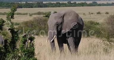 非洲象，非洲象，成人穿过热带<strong>草原</strong>，吃草，肯尼亚马<strong>赛马</strong>拉公园，实时