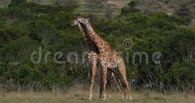 马赛长颈鹿、长颈鹿、骆驼皮达利斯蒂皮尔斯基奇、成人打架、肯尼亚马赛马拉公园实时