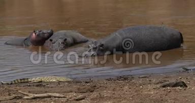 河马，河马，两栖动物，尼罗河鳄鱼，群站在河里，肯尼亚马赛马拉公园，实时