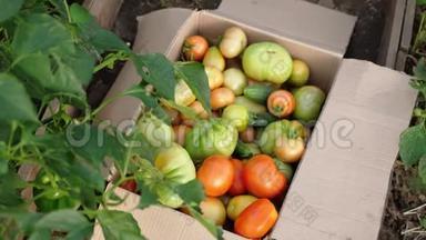 女人`手正在温室里把西红柿放进一个盒子里。 概念有机<strong>生态农业</strong>
