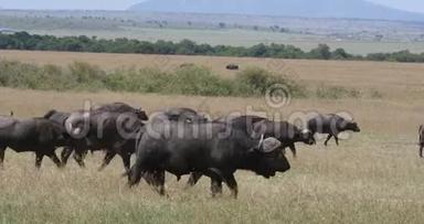 非洲水牛，角牛，牧群站在大草原，马赛马拉公园在肯尼亚<strong>实时</strong>