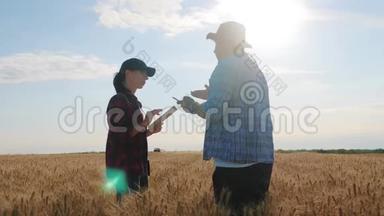 农民们在收割的时候与小麦作物握手. 团队农民站在一片麦田里，放着药片。 伙伴关系