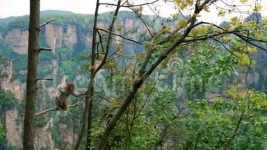 猴子<strong>坐在</strong>一棵<strong>树上</strong>，在落基山脉上搜寻背景