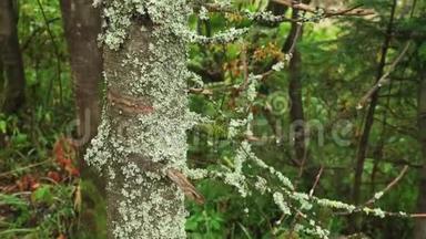 常绿针叶松林苔藓树枝.. 美丽的西伯利亚<strong>原始森林</strong>