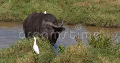 非洲水牛，切角，成人在<strong>水洞</strong>吃草，牛白鹭，布沟ibis，肯尼亚内罗毕公园，实时