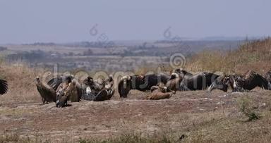 非洲白背秃鹫，非洲陀螺，太阳浴集团，肯尼亚内罗毕公园，实时