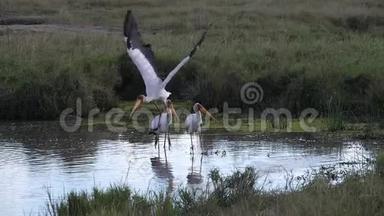 肯尼亚马赛马拉公园，<strong>黄嘴</strong>鹳，朱鹭，成虫站在池塘边，飞行中，从水中起飞