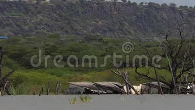巴里戈湖景观，展现了肯尼亚境内不断<strong>上涨</strong>的湖水，树木枯死，房屋沉陷