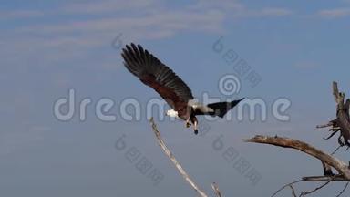 非洲鱼鹰，比目鱼，树顶成虫，<strong>扇动翅膀</strong>，飞行中，肯尼亚巴里戈湖