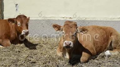两头奶牛躺在地上，在户外咀嚼