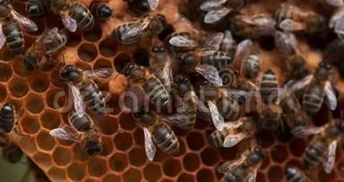 欧洲蜜蜂，蜜蜂蜜蜂，在野生光<strong>线下</strong>工作的蜜蜂，自然孵化，蜜蜂通风，诺曼底，卷轴时间4K