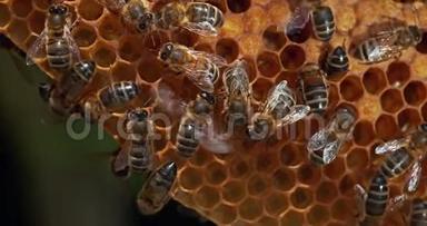 欧洲蜜蜂，蜜蜂蜜蜂，在野生光线下工作的蜜蜂，自然孵化，蜜蜂通风，诺曼底，卷轴时间4K