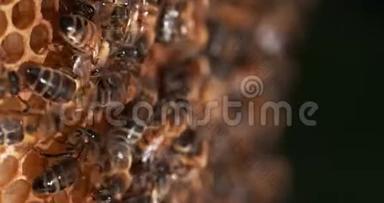 欧洲蜜蜂，蜜蜂，蜜蜂，野雷上的黑蜂，跳舞来表示觅食的区域-真正的诺曼底蜜蜂