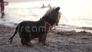在日落时分在沙滩上放松可爱的狗