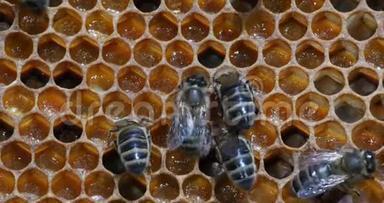 欧洲<strong>蜜蜂</strong>，<strong>蜜蜂蜜蜂</strong>，花粉架上的黑<strong>蜜蜂</strong>，诺曼底的蜂巢，实时4K