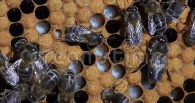 欧洲蜜蜂，蜜蜂，蜜蜂，在育雏架上工作的蜜蜂，幼虫，诺曼底的蜂房，实时