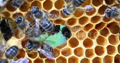 欧洲蜂蜜蜂，蜜蜂，蜜蜂在一个框架上有一个洞的肺泡，诺曼底，实时