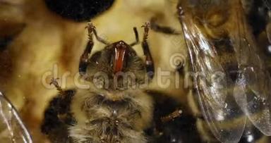 欧洲蜜蜂，蜜蜂，蜜蜂，蜜蜂在框架上：我们看到粘合垫和从下面的问题，蜜蜂活在里面。