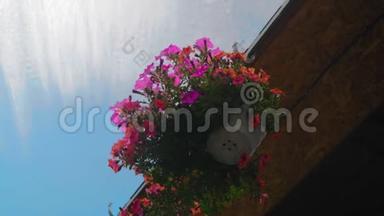 特写镜头，蓝天背景下屋顶下的花盆