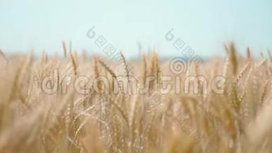 在阳光明媚的日子里，小麦枯萎了