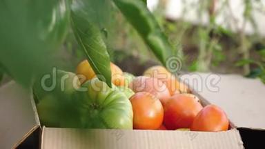 女人`手在温室里的盒子里收集西红柿。 概念有机生态农业