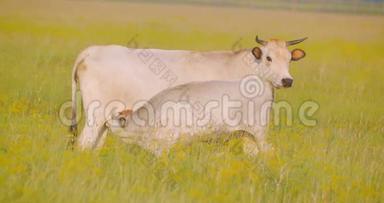 夏天在国家保护区吃草的美丽奶牛和<strong>小</strong>动物站在田里的射击